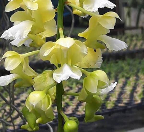Phong lan tam bảo sắc -Cách ghép-cách trồng lan tam bảo sắc 15 lan tam bảo sắc có thơm không