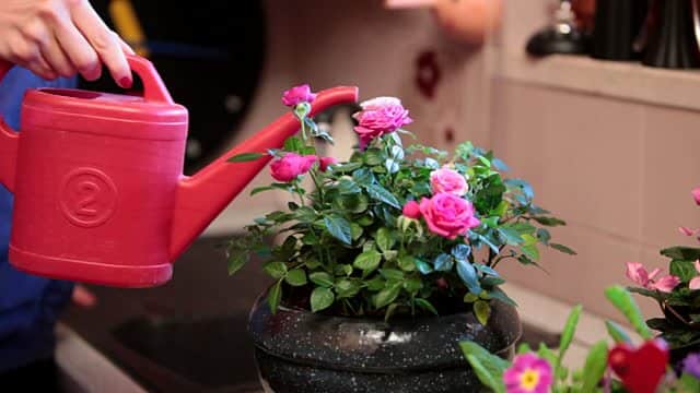 Những nguyên tắc cơ bản điều khiến cây ra hoa đồng loạt 2 HẠN CHẾ TƯỚI NƯỚC, KẾT HỢP VỚI PHUN THUỐC KÍCH THÍCH RA HOA