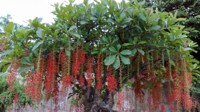 cay-canh-ra-hoa (2)