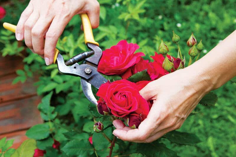 Những nguyên tắc cơ bản điều khiến cây ra hoa đồng loạt 1 LỰA CHỌN THỜI GIAN RA HOA VÀ THỜI ĐIỂM CẮT TỈA HỢP LÝ
