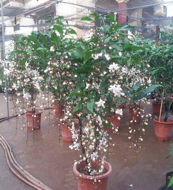 Cây Hoa dạ minh châu - may mắn- tài lộc- phát tài 2 Loài hoa này có vẻ đẹp như hàng vạn hạt minh châu trong đêm
