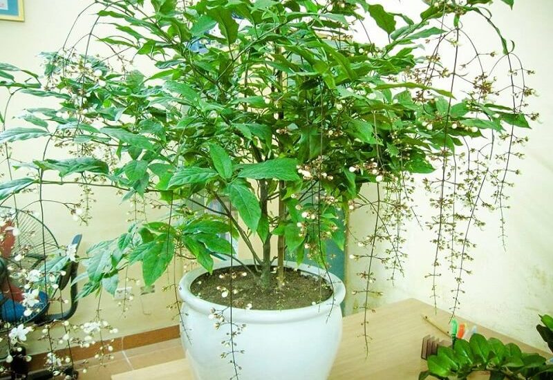 Cây Hoa dạ minh châu - may mắn- tài lộc- phát tài 1 hoa dạ minh châu đẹp tuyệt vời