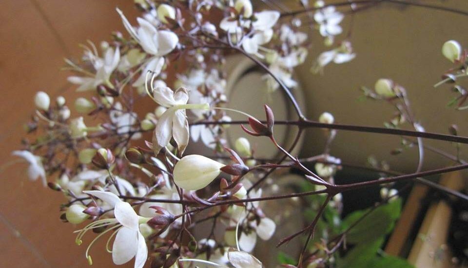 Cây Hoa dạ minh châu - may mắn- tài lộc- phát tài 5 hoa dạ ngọc minh châu ý nghĩa