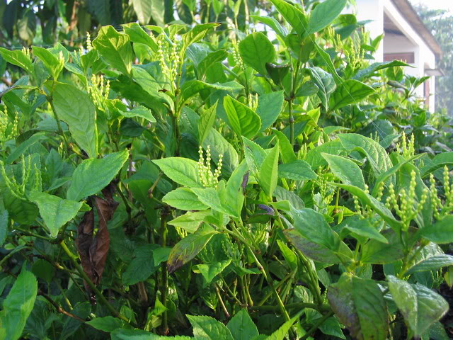 Cây hoa sói và những công dụng của cây hoa sói 4 cây hoa sói ra hoa