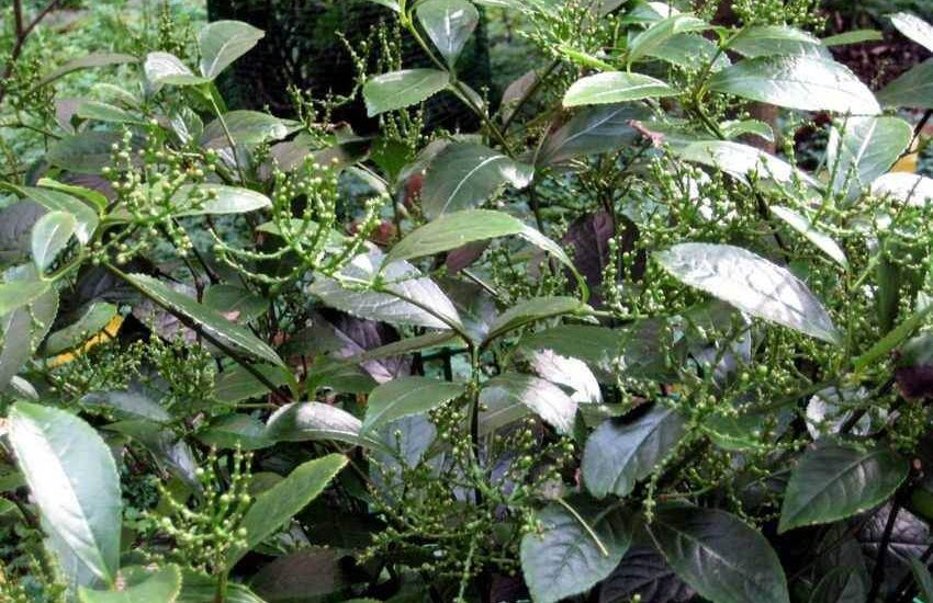 Cây hoa sói và những công dụng của cây hoa sói 7 cây hoa sói phát triển tốt