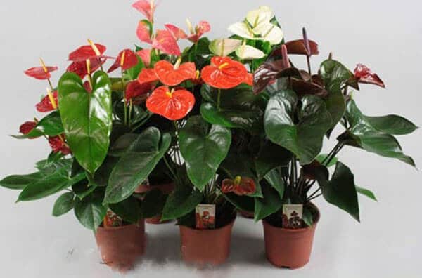 Người mệnh Hỏa hợp với cây gì?nên trồng cây gì 5 cây hồng môn hợp với mệnh hỏa