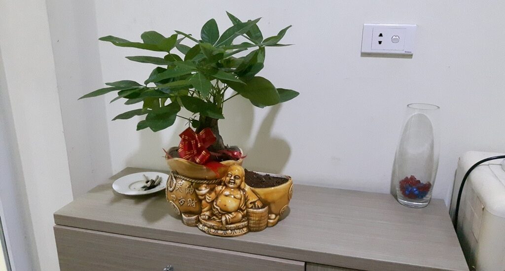Người mệnh Hỏa hợp với cây gì?nên trồng cây gì 2 cây kim ngân hợp với mệnh hỏa