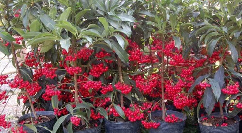 Người mệnh Hỏa hợp với cây gì?nên trồng cây gì 3 cây kim ngân lượng hợp với mệnh hỏa