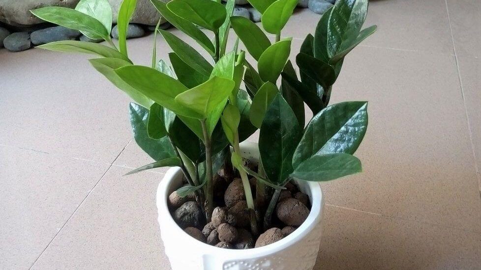 Người mệnh Hỏa hợp với cây gì?nên trồng cây gì 1 cây kim tiền hợp với mệnh hỏa