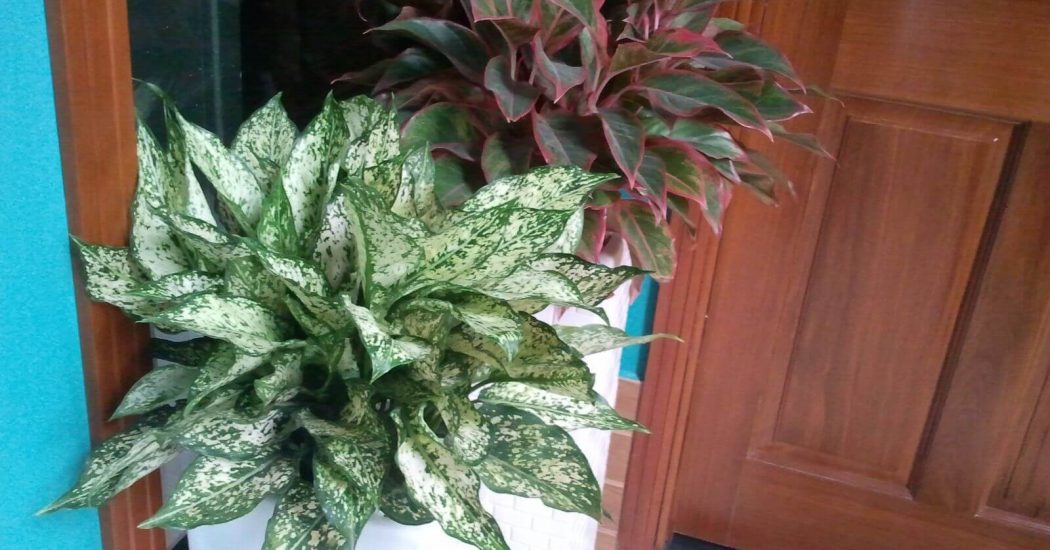 Người mệnh Hỏa hợp với cây gì?nên trồng cây gì 6 cây phú quý hợp với mệnh hỏa
