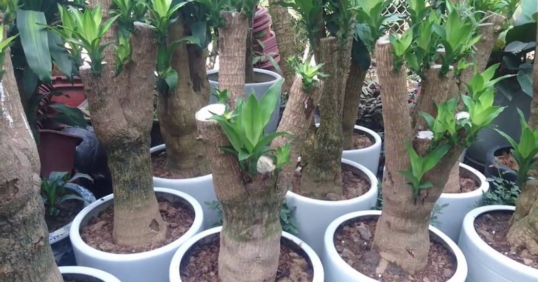 Người mệnh Hỏa hợp với cây gì?nên trồng cây gì 8 cây thiết mộc lan hợp với mệnh hỏa