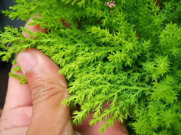 Cách chăm sóc cây Tùng Thơm xanh tốt quanh năm trong nhà 4 cây tùng thơm đẹp