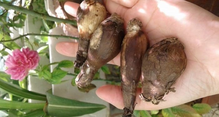 Hoa bỉ ngạn: Truyền thuyết và nguần gốc Loài hoa của cõi Phật 4 hoa bỉ ngạn