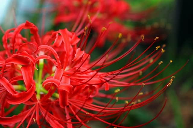 Hoa bỉ ngạn: Truyền thuyết và nguần gốc Loài hoa của cõi Phật 8 bông hoa bỉ ngạn màu đỏ tuyệt đẹp