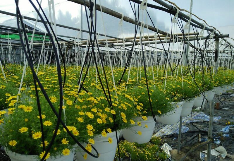 Cách trồng và chăm sóc Hoa Cúc Sao Băng đẹp 6 Cách trồng và chăm sóc Hoa Cúc Sao Băng đẹp