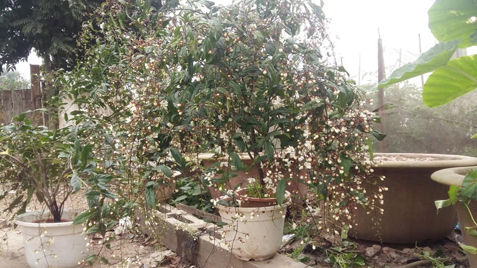 Cây Hoa dạ minh châu - may mắn- tài lộc- phát tài 12 cây hoa dạ minh châu lớn