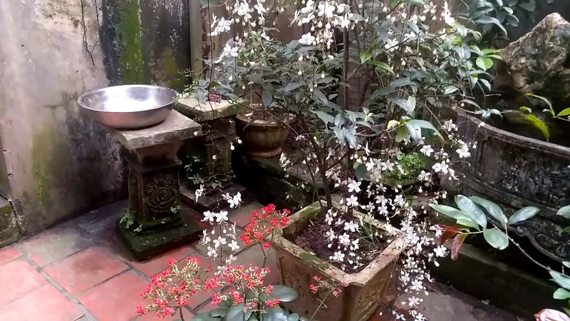 Cây Hoa dạ minh châu - may mắn- tài lộc- phát tài 14 Kỹ thuật trồng những cây Hoa Dạ Minh Châu