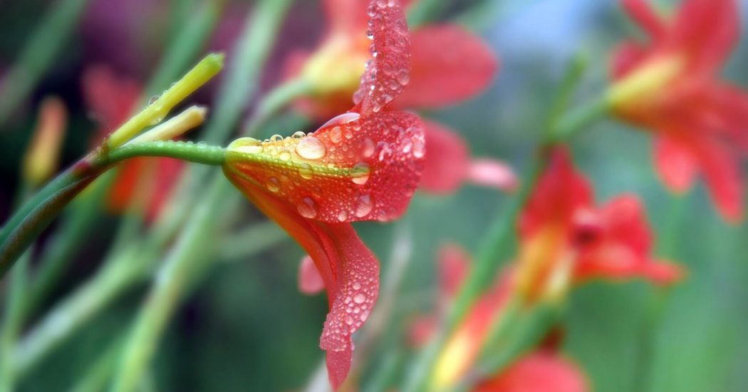 Kỹ thuật trồng và chăm sóc cây hoa Loa Kèn Đỏ 6 vẻ đẹp của những bông hoa loa kèn