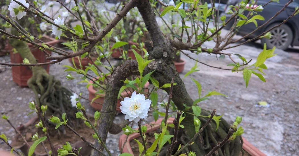 Cách chăm sóc Hoa Mai Trắng 4 cây hoa nhất chi mai phù hợp trồng khí hậu lạnh