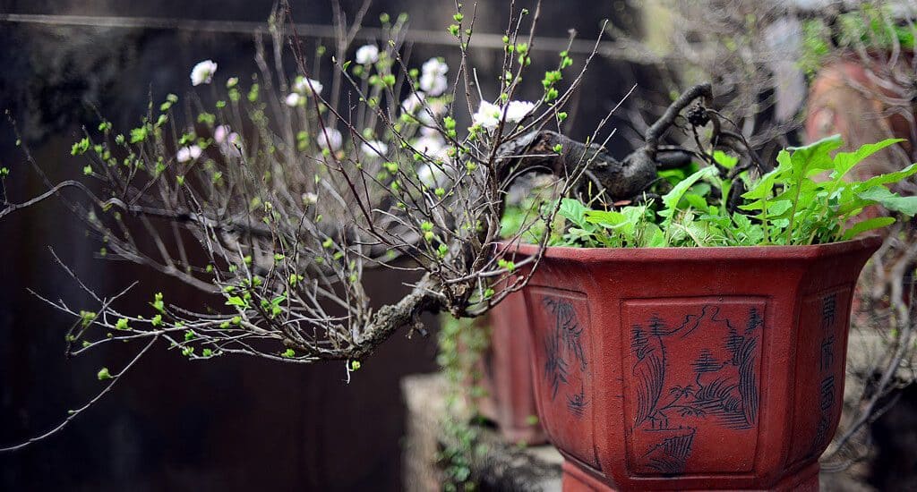 Cách chăm sóc Hoa Mai Trắng 2 vẻ đẹp của cây nhất chi mai