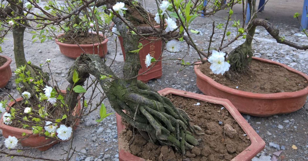 Cách chăm sóc Hoa Mai Trắng 3 cây nhất chi mai thế đẹp nhất