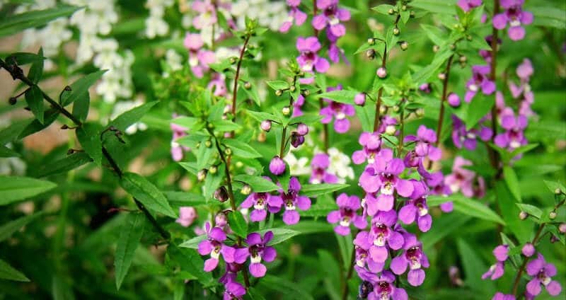 20 loại hoa rực rỡ bạn nên trồng trong nhà vào mùa hè 15 cây hoa ngọc hân mang đến vẻ đẹp mới