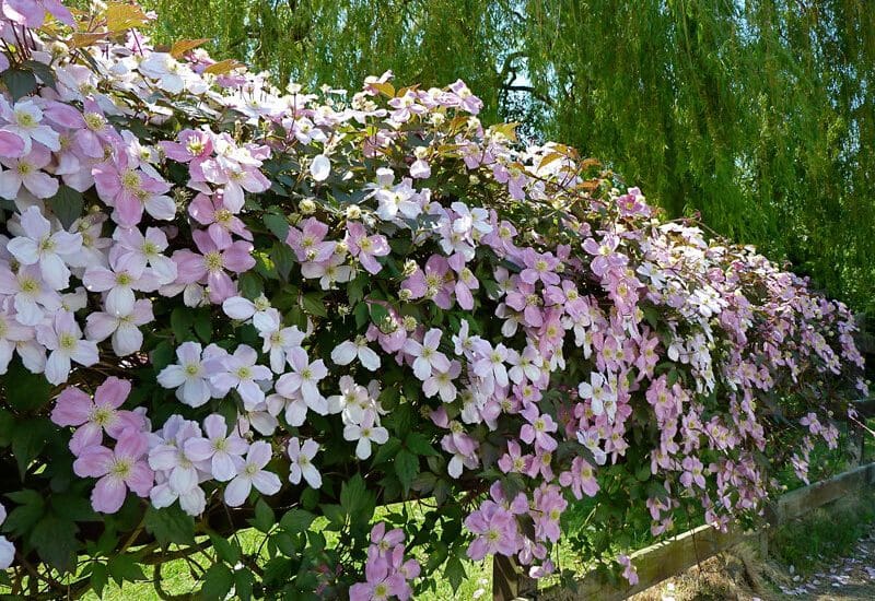 Vẻ đẹp Hoa Ông Lão -loài hoa trái lập với cái tên 6 những dải hoa ông lão