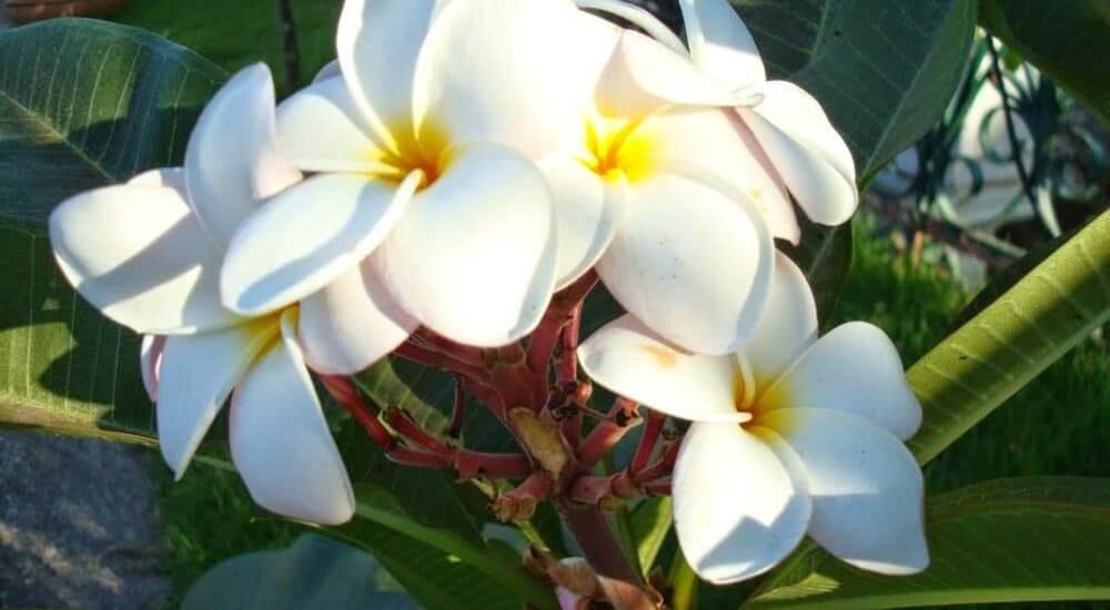 20 loại hoa rực rỡ bạn nên trồng trong nhà vào mùa hè 9 cây hoa đại nở vào mùa nắng nóng