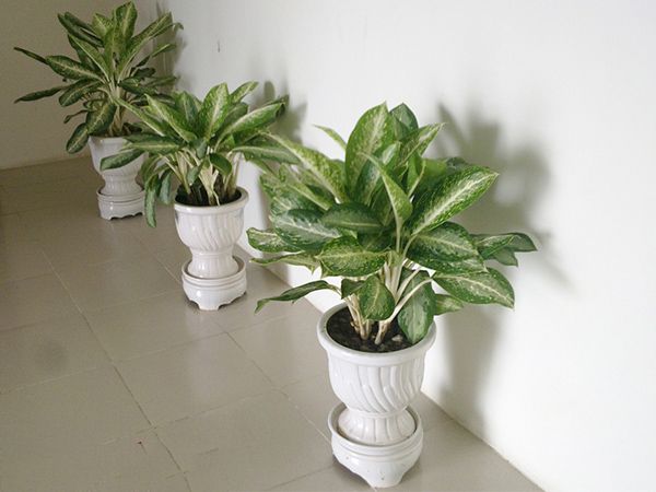 Cây phong thủy cho người tuổi dần 2 cây bạch mã hoàng tử Cây phong thủy hợp tuổi nhâm dần