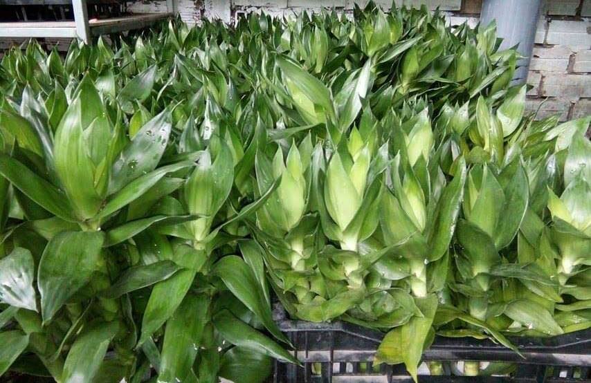 Cây Hợp Mệnh Kim - Người Mệnh Kim Nên Trồng Cây Gì Trong Nhà? 9 CÂY BÚP SEN Cây Hợp Mệnh Kim - Người Mệnh Kim Nên Trồng Cây Gì Trong Nhà