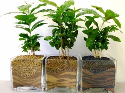 16 loại cây cảnh trồng trong nhà giúp thanh lọc không khí 5 CÂY CÀ PHÊ