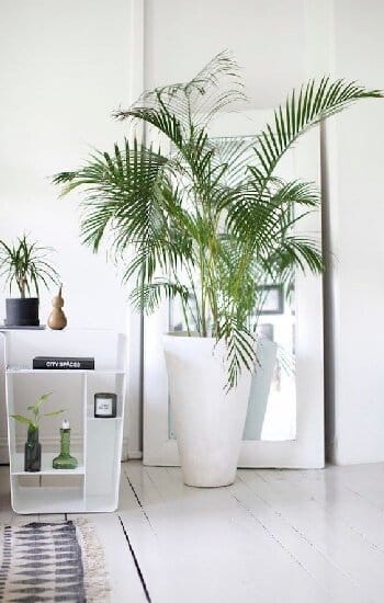 16 loại cây cảnh trồng trong nhà giúp thanh lọc không khí 10 CÂY CỌ CẢNH