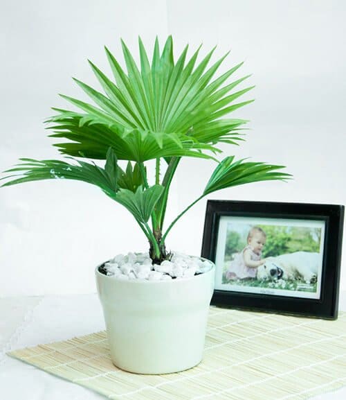 Cây Hợp Mệnh Kim - Người Mệnh Kim Nên Trồng Cây Gì Trong Nhà? 11 CÂY CỌ CẢNH Cây Hợp Mệnh Kim - Người Mệnh Kim Nên Trồng Cây Gì Trong Nhà