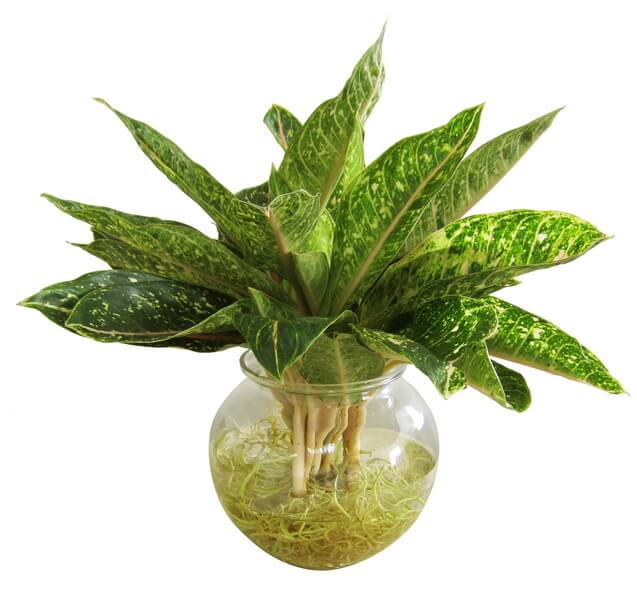 Cây Hợp Mệnh Kim - Người Mệnh Kim Nên Trồng Cây Gì Trong Nhà? 3 CÂY CUNG ĐIỆN VÀNG ( CÂY NGỌC HÂN )