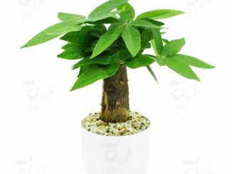 Người mệnh mộc nên trồng cây gì trong nhà 6 cay kim ngan 01