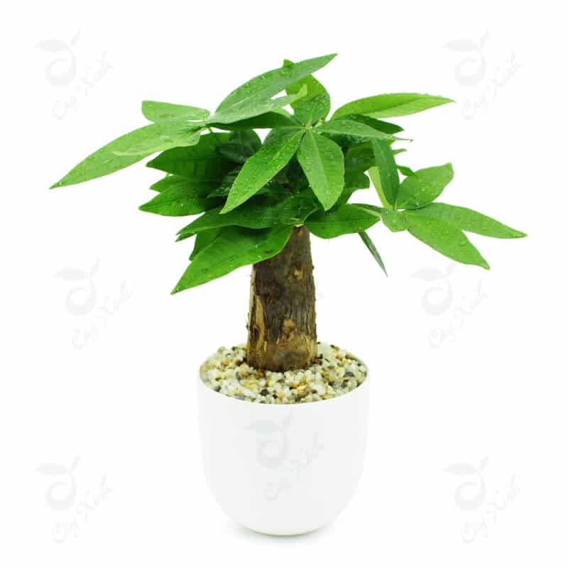 Người mệnh mộc nên trồng cây gì trong nhà 5 CÂY KIM NGÂN