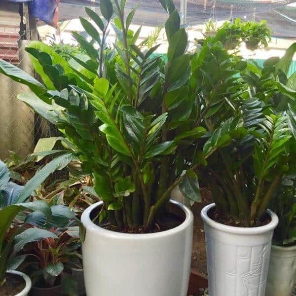 Người mệnh thủy nên trồng cây gì- may mắn-bình an-phát tài 1 Cây kim tiền cho người mệnh thủy
