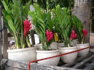 Cây Hợp Mệnh Kim - Người Mệnh Kim Nên Trồng Cây Gì Trong Nhà? 7 cay kim tien no hoa