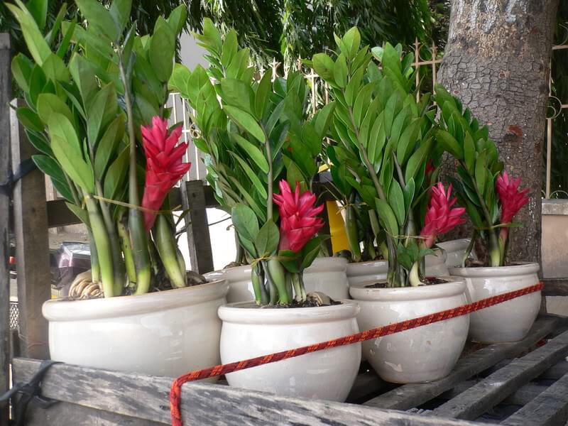 Cây Hợp Mệnh Kim - Người Mệnh Kim Nên Trồng Cây Gì Trong Nhà? 6 CÂY KIM TIỀN