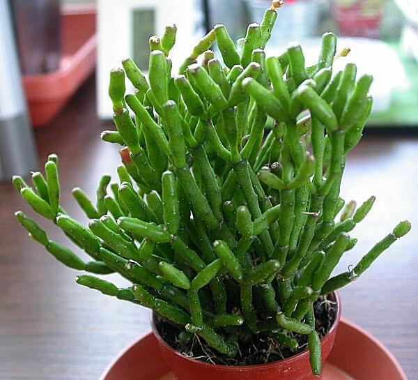 Người mệnh thủy nên trồng cây gì- may mắn-bình an-phát tài 9 cây lộc nhung cho người mệnh thủy