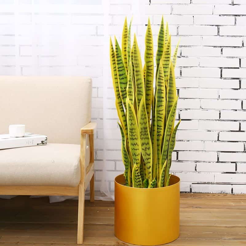 Cây phong thủy cho người tuổi dần 5 cây lưỡi hổ Cây cảnh phong thủy hợp tuổi mậu dần