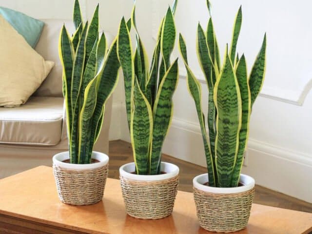 16 loại cây cảnh trồng trong nhà giúp thanh lọc không khí 1 CÂY LƯỠI HỔ