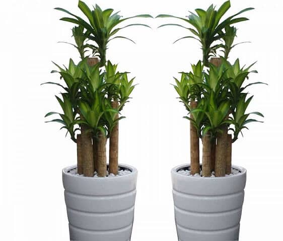 Người mệnh thủy nên trồng cây gì- may mắn-bình an-phát tài 8 cây tài khúc cho người mệnh thủy