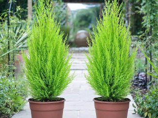 Người mệnh thủy nên trồng cây gì- may mắn-bình an-phát tài 4 cay tung bong lai