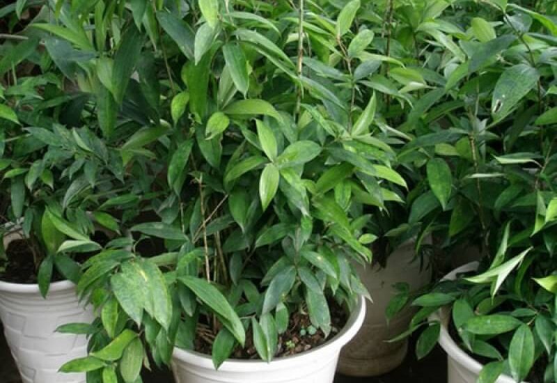 Người mệnh mộc nên trồng cây gì trong nhà 4 CÂY TRÚC NHẬT