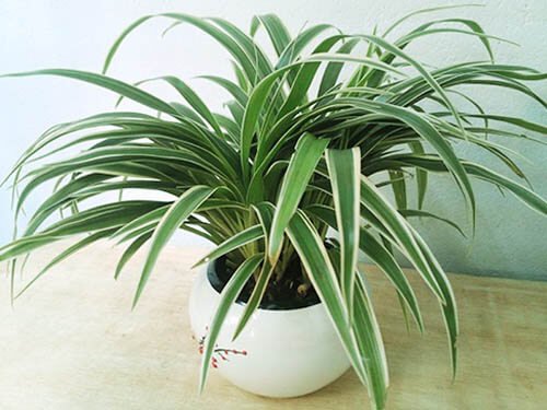 16 loại cây cảnh trồng trong nhà giúp thanh lọc không khí 6 CÂY DÂY NHỆN