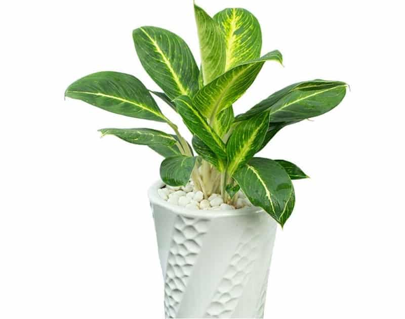 Mệnh thổ hợp cây gì-hợp phong thủy 8 Mệnh thổ hợp cây gì-cây cung điện vàng