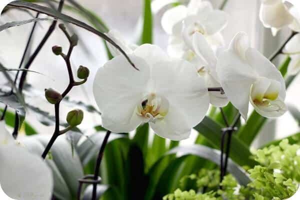 Cây Hợp Mệnh Kim - Người Mệnh Kim Nên Trồng Cây Gì Trong Nhà? 8 CÂY PHONG LAN TRẮNG