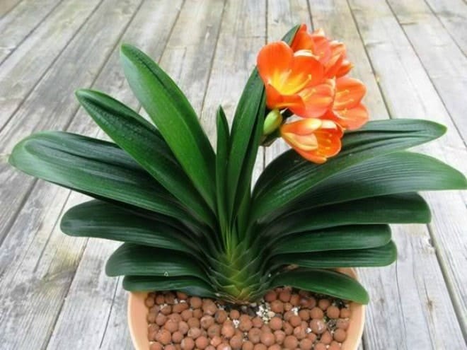 Mệnh thổ hợp cây gì-hợp phong thủy 6 Mệnh thổ hợp cây gì- cây hoa lan quân tử