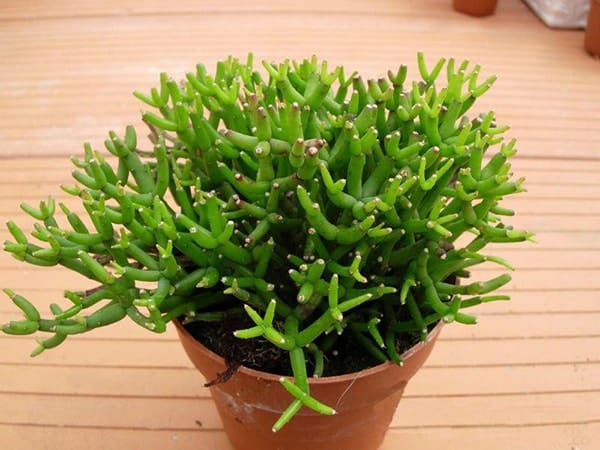 Người mệnh thủy nên trồng cây gì- may mắn-bình an-phát tài 12 Cây lộc Nhung Người mệnh Thủy nên trồng cây gì mang lại 【MAY MẮN】